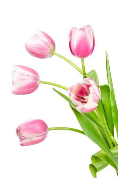 Blooming pink tulips — Stock Photo, Image