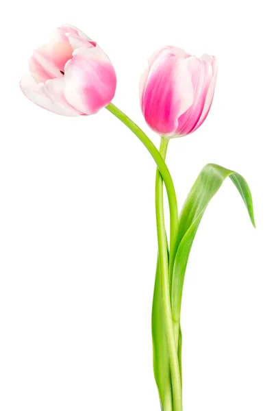 Két rózsaszín tulipánok — Stock Fotó