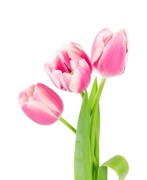 三棵粉红郁金香在白色背景上被隔离 — 图库照片