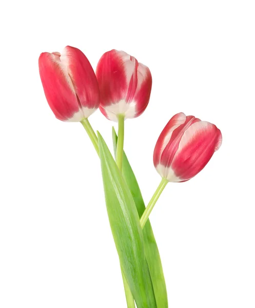 Three tulips — Stock Photo, Image