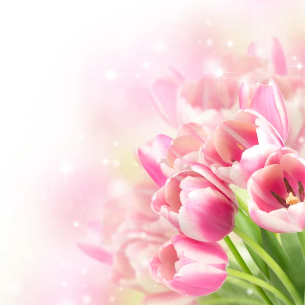 Цветущие цветы тюльпаны Стоковое Фото