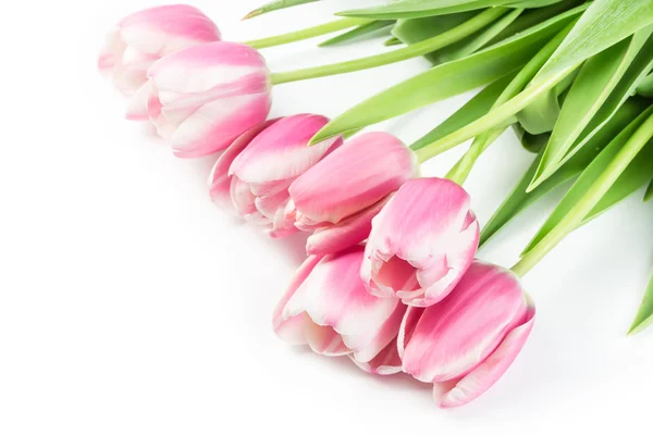 Virágzó rózsaszín tulipánok — Stock Fotó