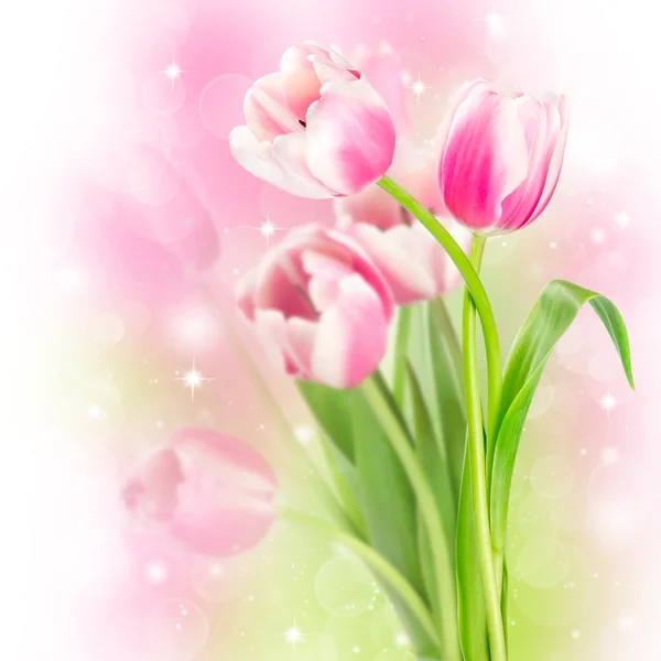 Flowers blooming tulips — Stock Photo, Image