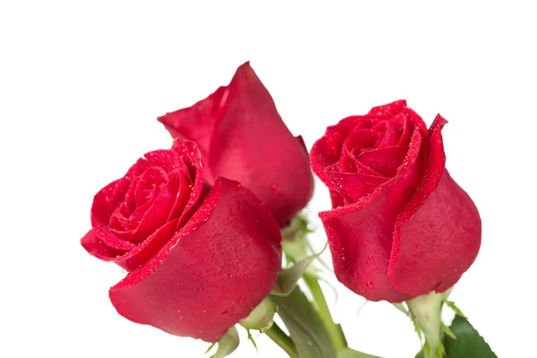 लाल फूल गुलाब — स्टॉक फ़ोटो, इमेज