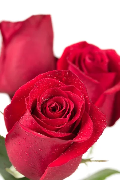 Rosas rojas florecientes — Foto de Stock