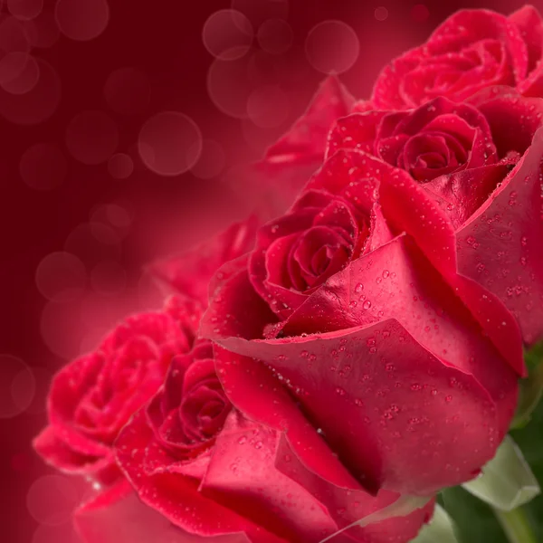 Rode rozen in bloei — Stockfoto