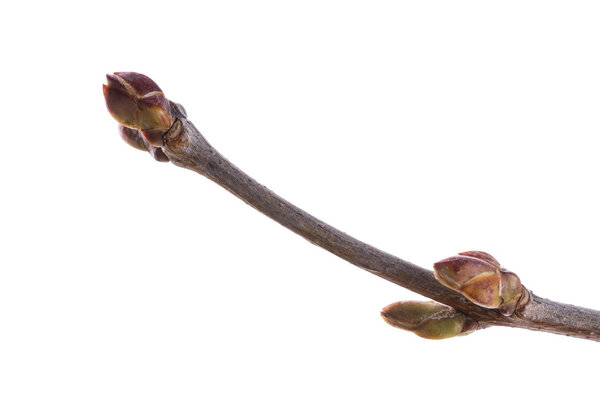 Бутоны изолированы на белом
