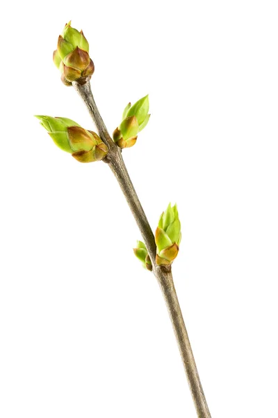 Twig of lilacs with buds — Stock Photo, Image