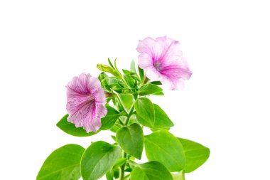 çiçek çiçek açan Petunya