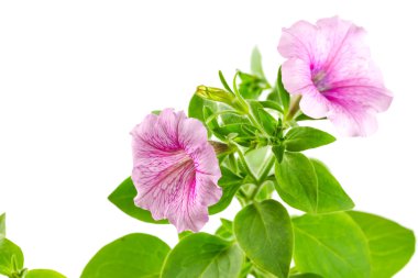 çiçek çiçek açan Petunya