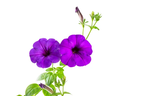 Flower blooming petunia — Stock Photo, Image