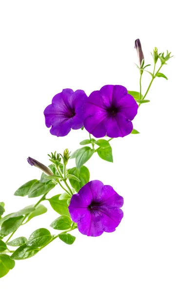 Flor floreciendo petunia —  Fotos de Stock