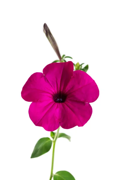 Petunia flor aislada en blanco —  Fotos de Stock