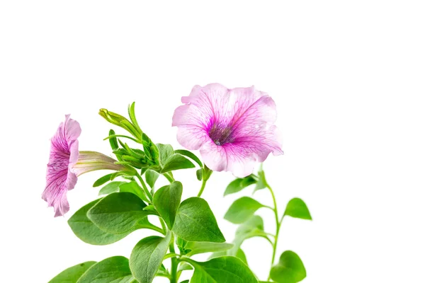 Flower blooming petunia — Stock Photo, Image