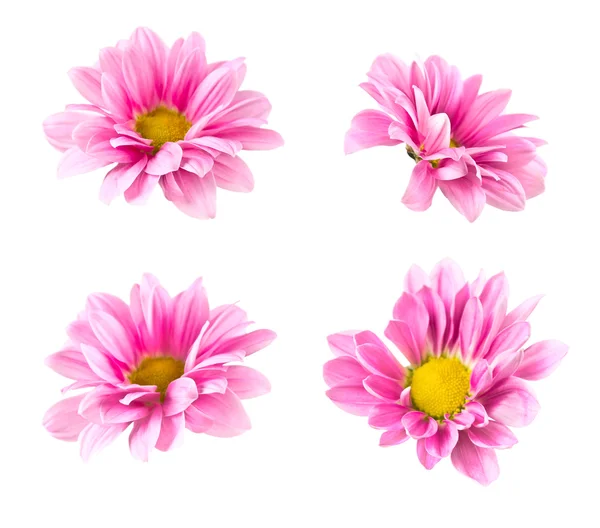 Collage blooming pink chrysanthemum — Stock Photo, Image