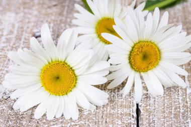 üç çiçek açan camomiles