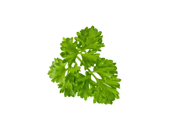 Sprig of parsley — Stock Photo, Image