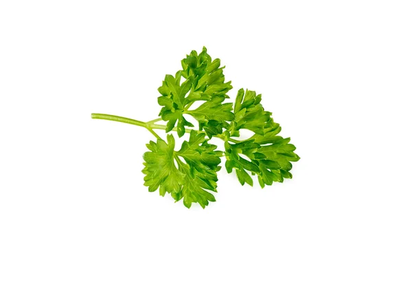 Sprig of parsley — Stock Photo, Image