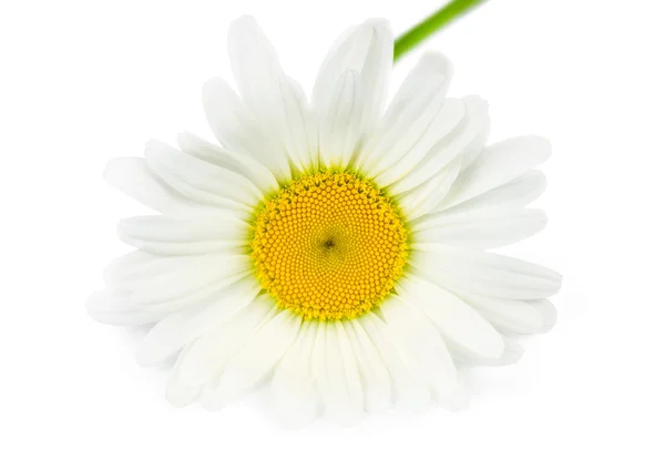 Enkel madeliefje bloem — Stockfoto