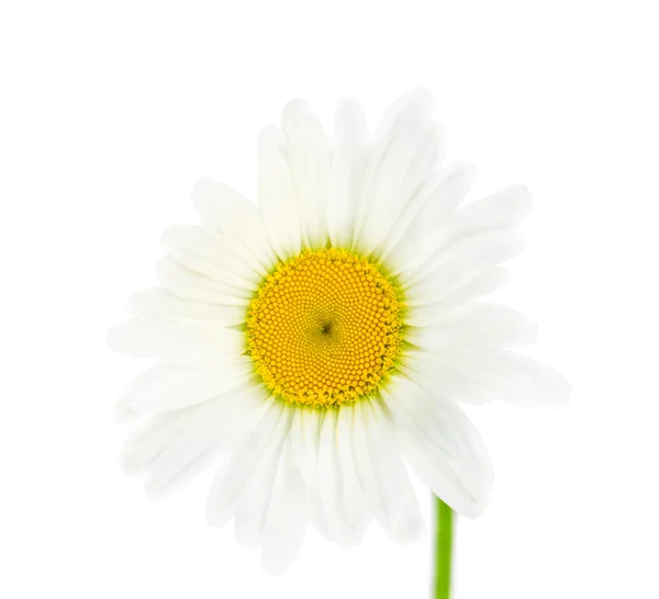 Enkel madeliefje bloem — Stockfoto