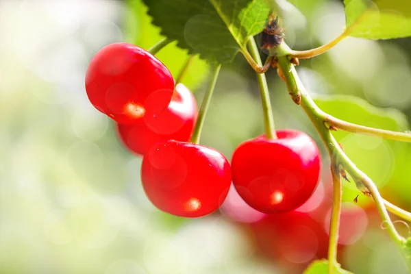 Cherries a sunny day — Stock Photo, Image