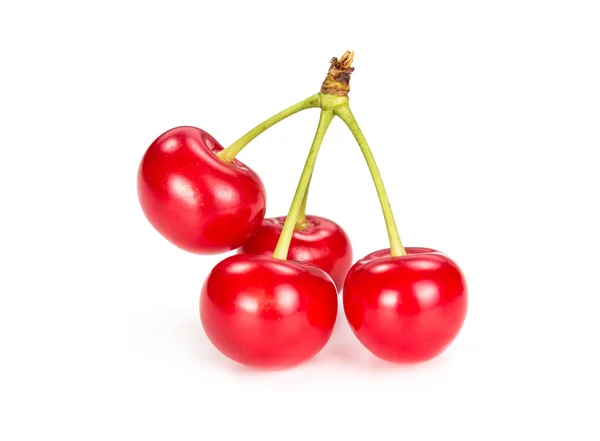 Ripe cherries on a bunch — Stock Photo, Image