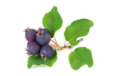 Orman berry yaban mersini