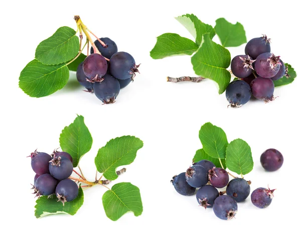 Set of forest berry blueberries — Stock Photo, Image