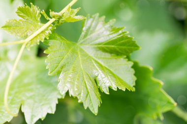 güneş ışığı altında yaprak.