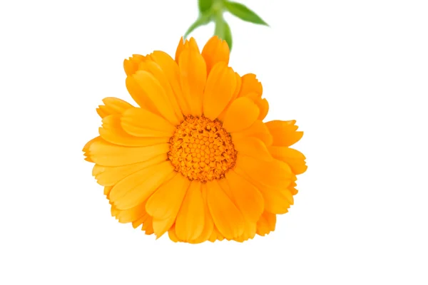 Λουλούδια ανθίζουν kalendula — Φωτογραφία Αρχείου