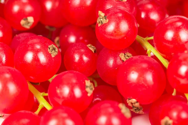 Red currant as texture — Stock Photo, Image
