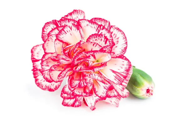 Flor de clavel en flor —  Fotos de Stock