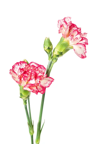 Carnation flower isolated on white — Stock Photo, Image