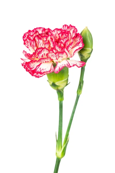 Floare garoafă — Fotografie, imagine de stoc