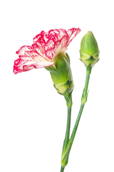 Carnation flower — Stock Photo, Image