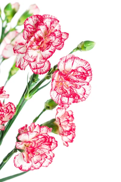 Blooming carnations — Stock Photo, Image