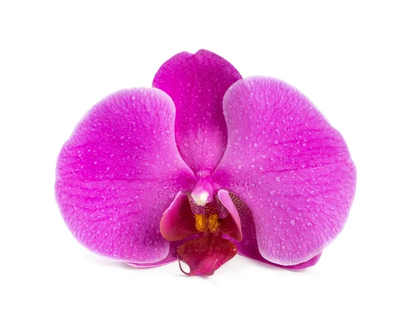 Orquídea floreciente flor — Foto de Stock