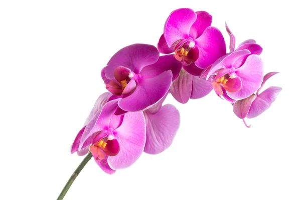 Twig blossoming orchids — Stock Photo, Image