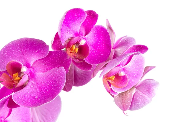 Twig blossoming orchids — Stock Photo, Image