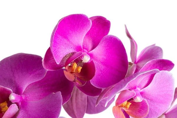 Twig blossoming orchids — Stock Photo, Image