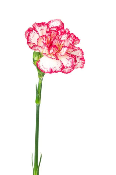 Blooming carnation isolated on white — Stock Photo, Image