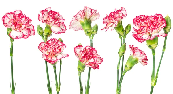 Set of blooming carnation — Stock Photo, Image