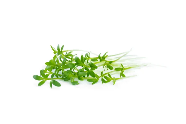 The watercress isolated on white — Stock Photo, Image