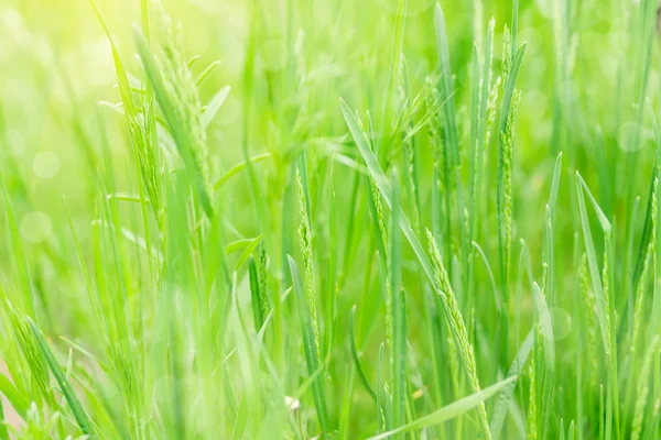 Spring green grass — Stock Photo, Image