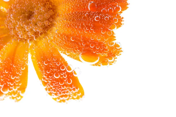 Fiore di calendula con bolle d'acqua — Foto Stock