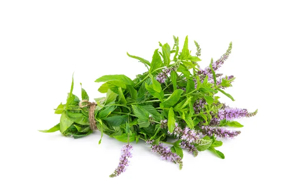 Bunch blooming mint — Stock Photo, Image