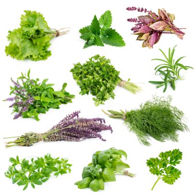 aromatik bitki ve baharat seti  