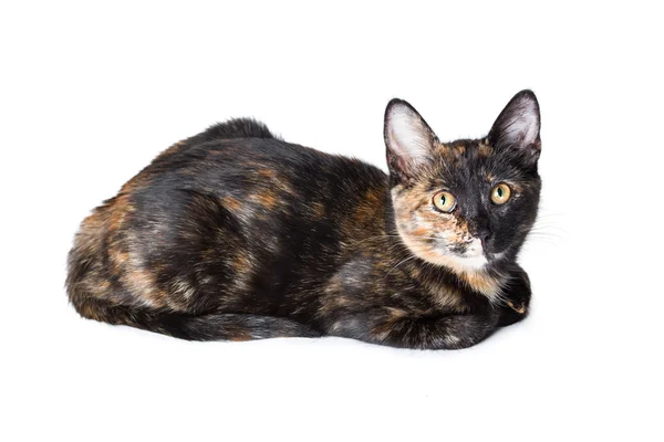 Mladí trikolorní kočka — Stock fotografie