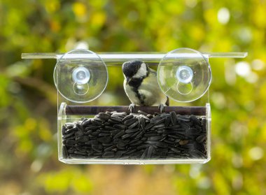 Tit eats from a window feeder with sunflower seeds for birds on a sunny autumn day.