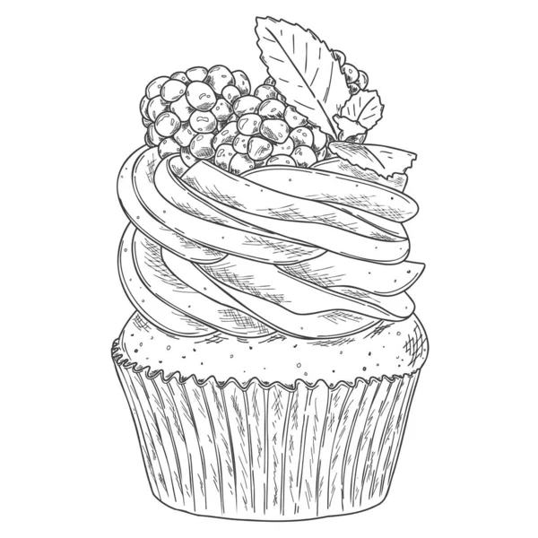 Cupcake Aux Contours Dessinés Main Avec Mûre Fraîche Menthe Isolée — Image vectorielle